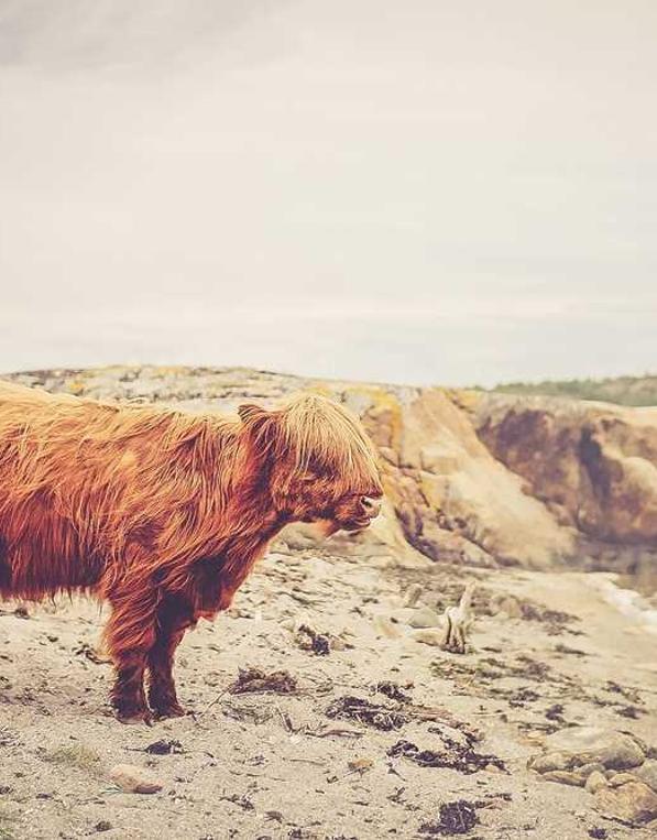 Autem ad beatae qui veniam facere impedit