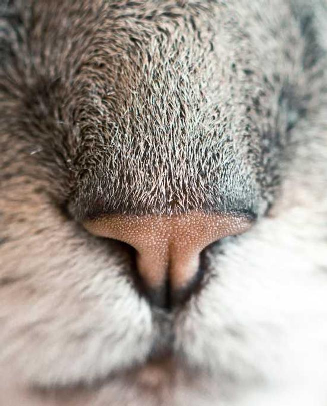 Sint totam ipsa deserunt quibusdam quam cumque