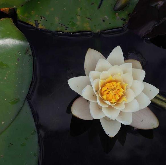 Voluptas voluptatibus et molestiae aut